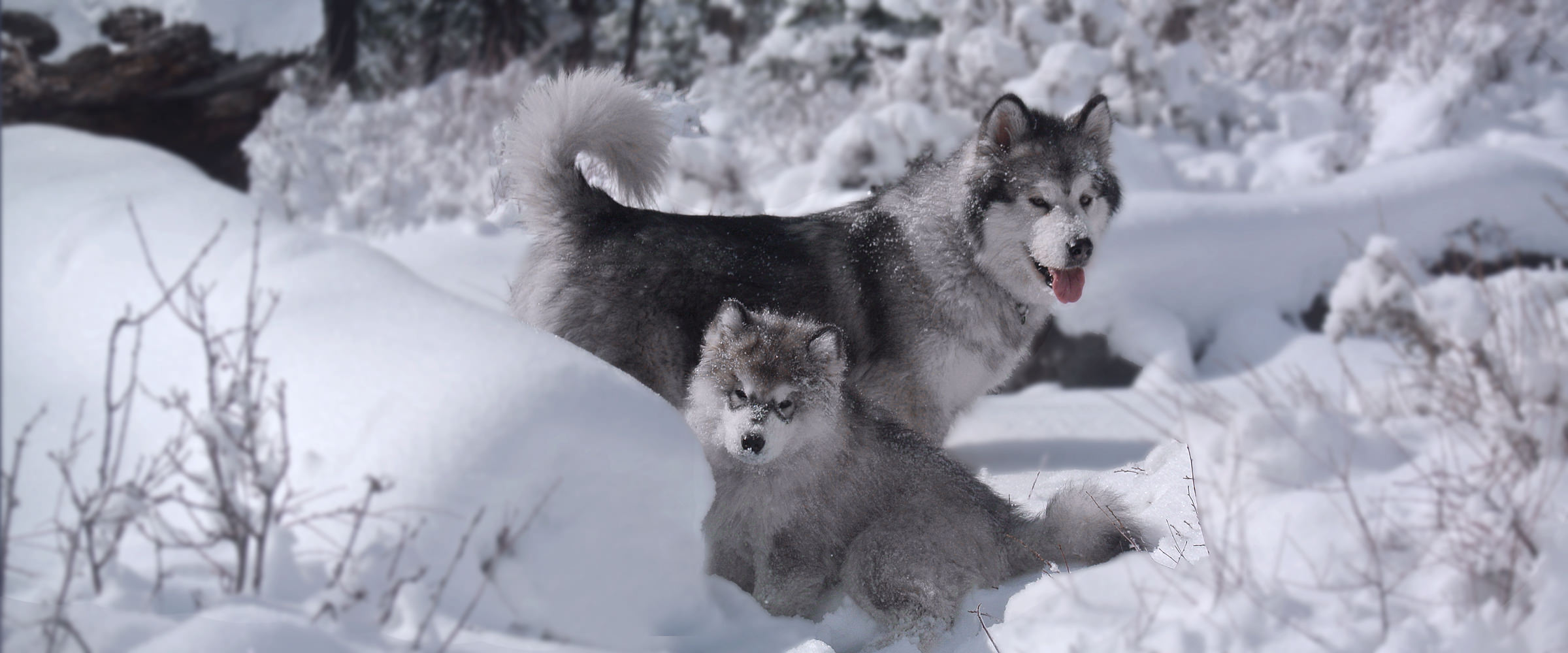 Snowlion Alaskan Malamute Sierra Noel Binky with puppy Snowlion Kathmandu Rebel Julien