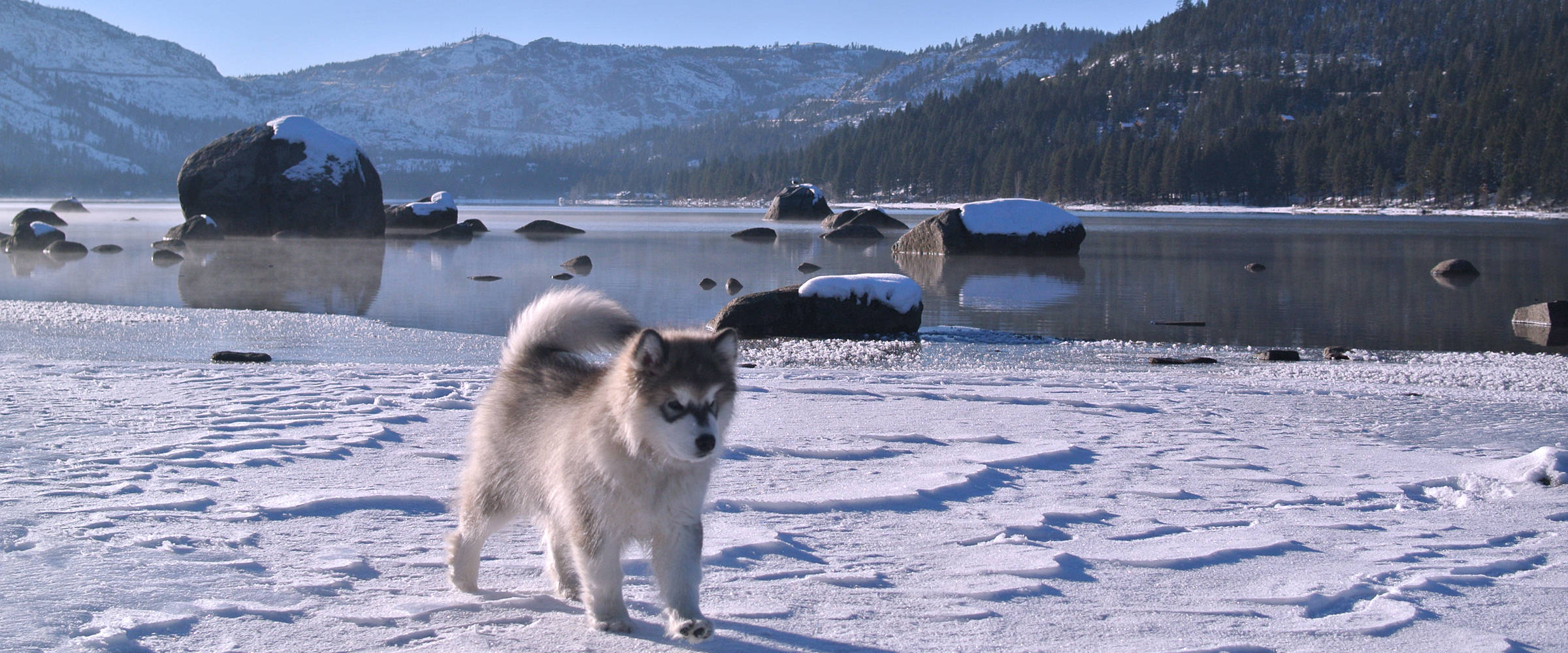 Snowlion Kathmandu Rebel, A beautiful gray & white puppy at the lake