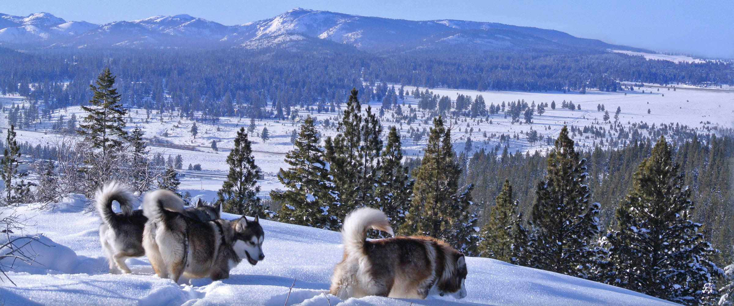 Three generations of Snowlion Alaskan Malamute females on on a winter hike at our kennel property