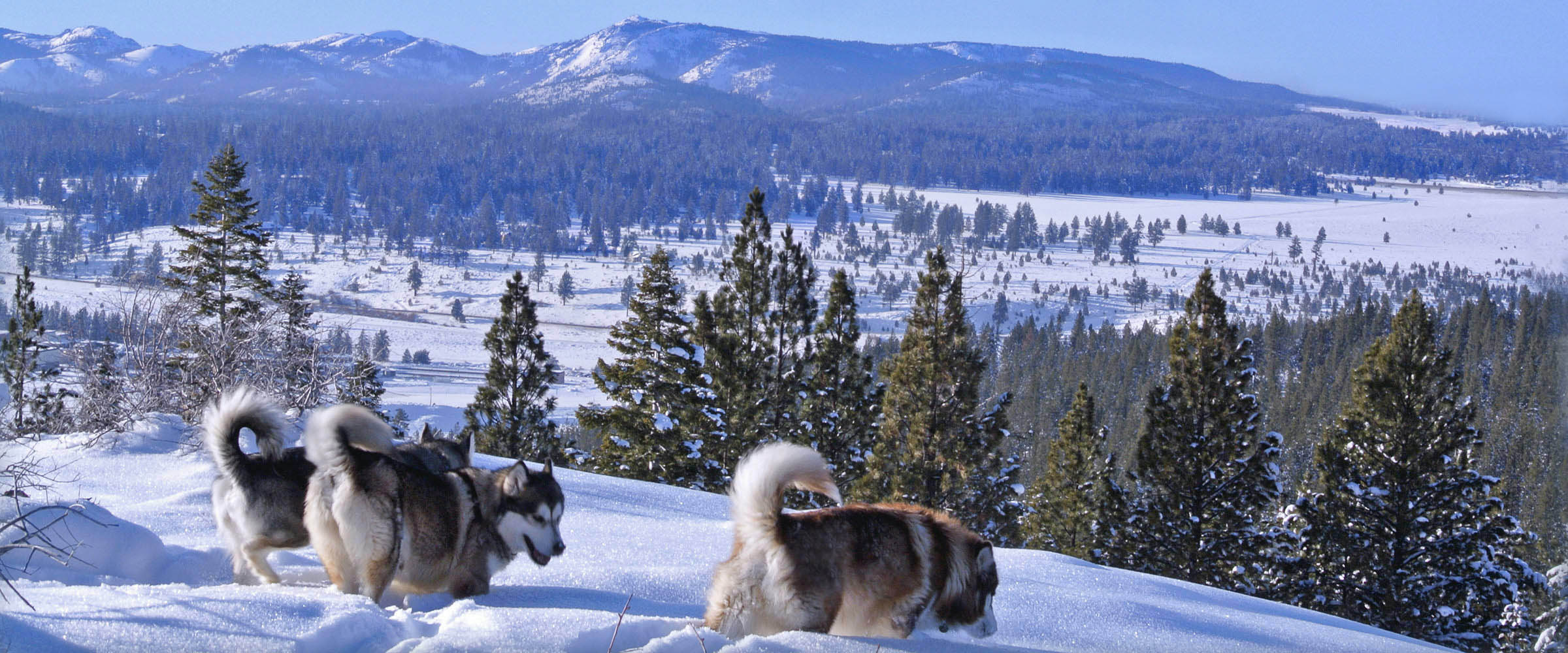 Three  Snowlion Alaskan Malamute females