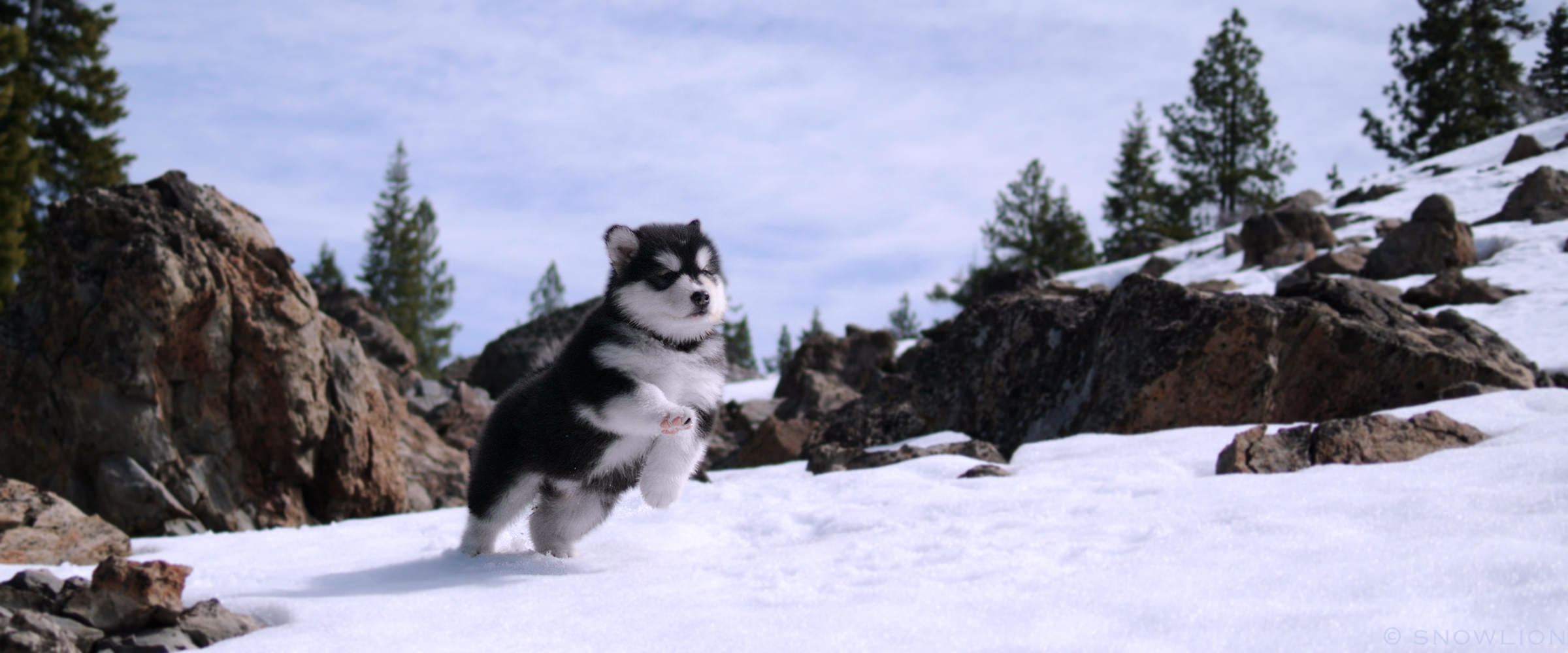 Seal, Black & white female alaskan malamute puppy at snowlion kennels