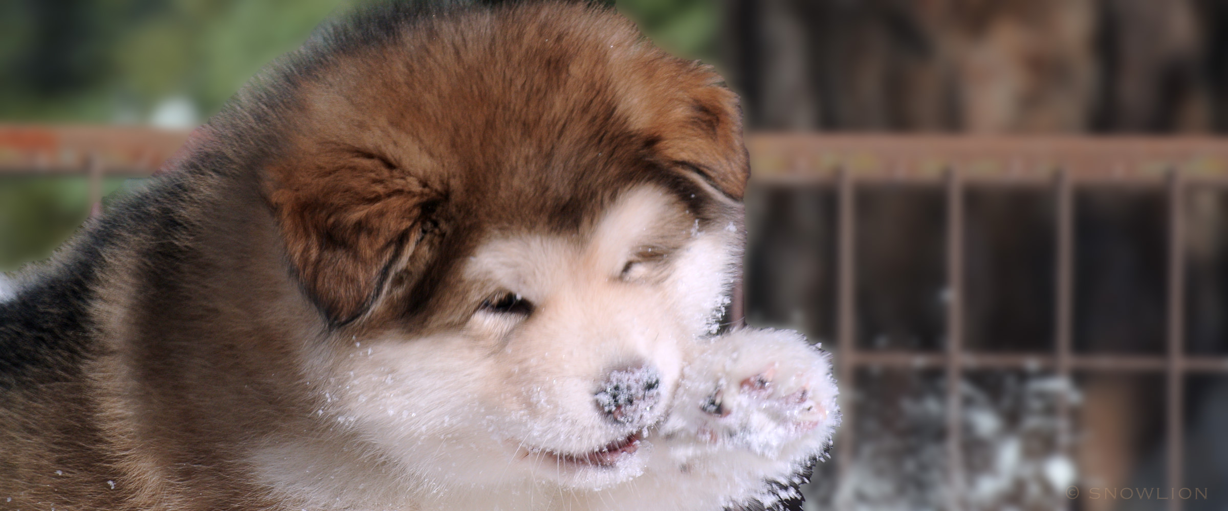Alaskan malamute puppy at Snowlion Kennels