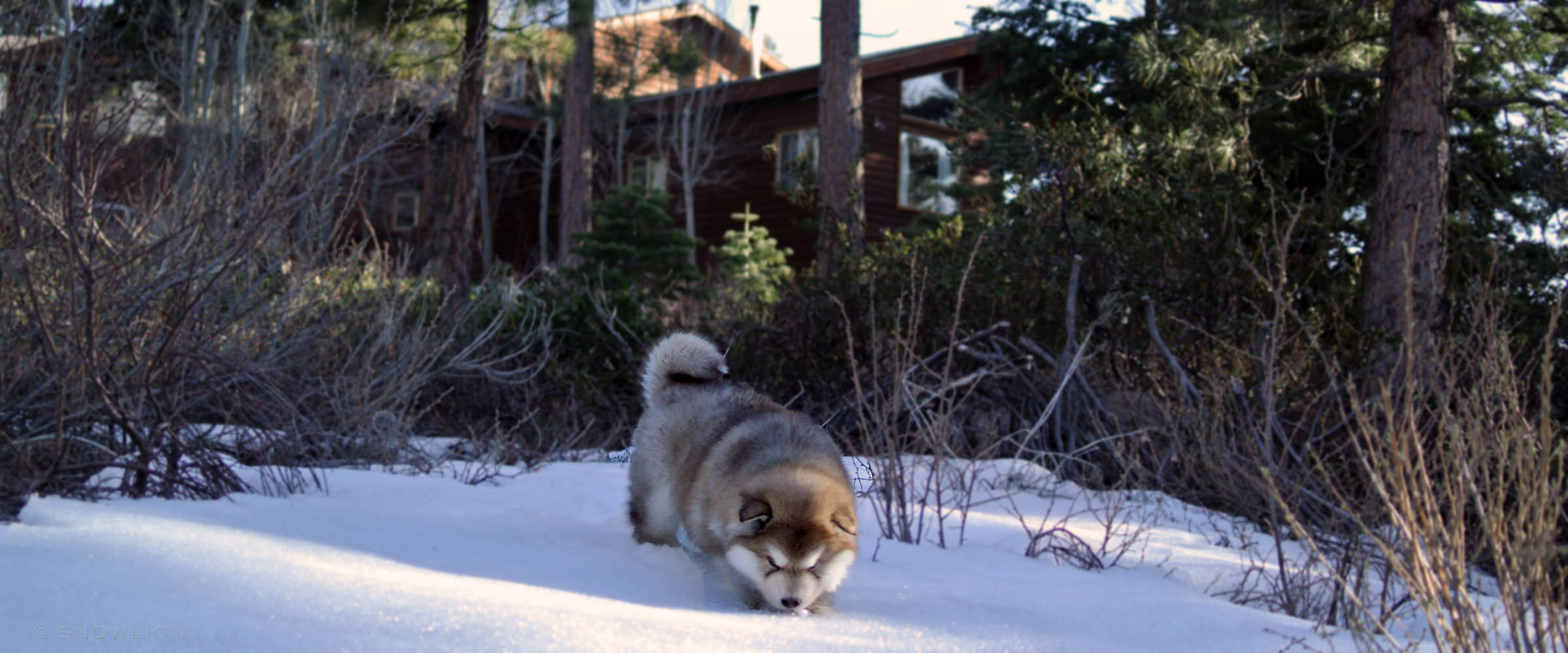 purebred registered AKC alaskan malamute puppies at Snowlion Kennels