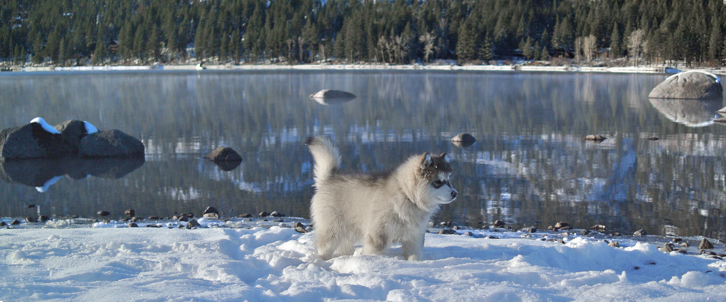 Snowlion alaskan malamute puppies