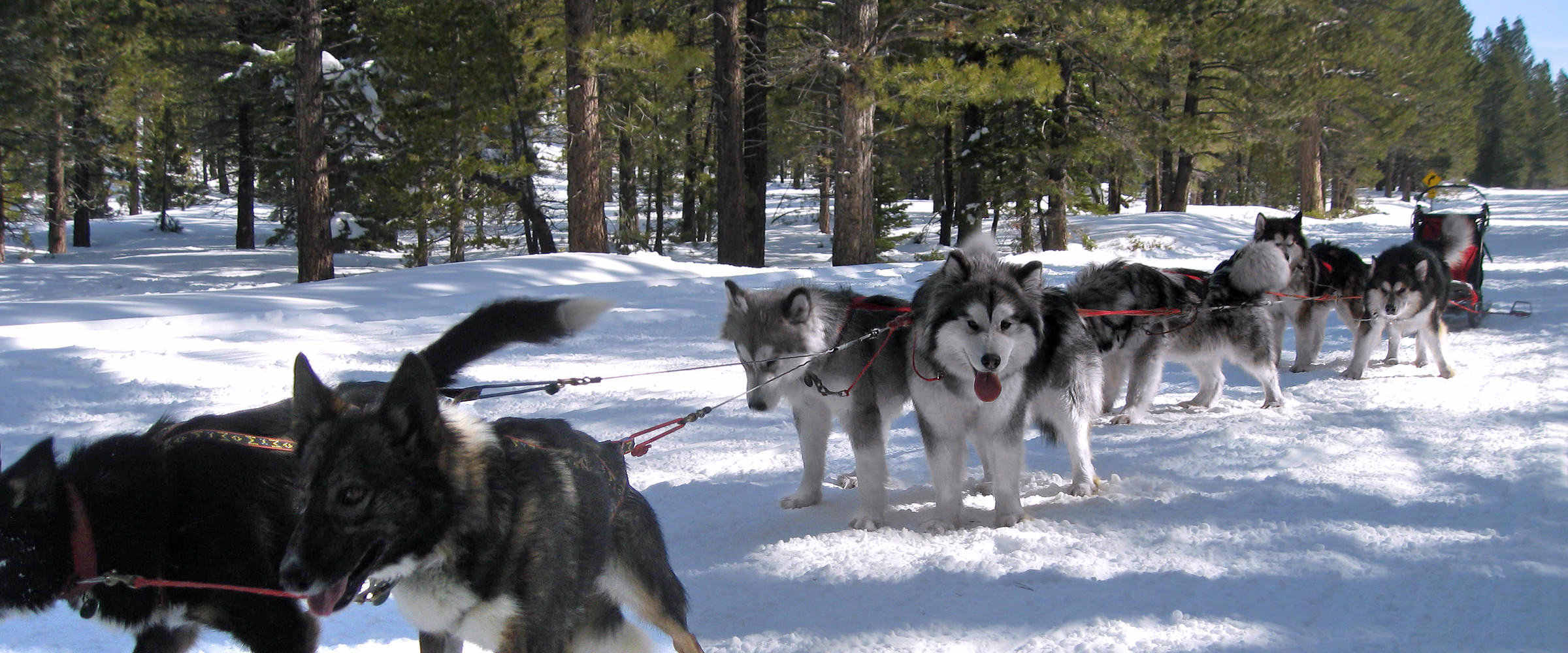 Snowlion Alaskan Malamute sled dog team with two Alaskan Husky leaders.