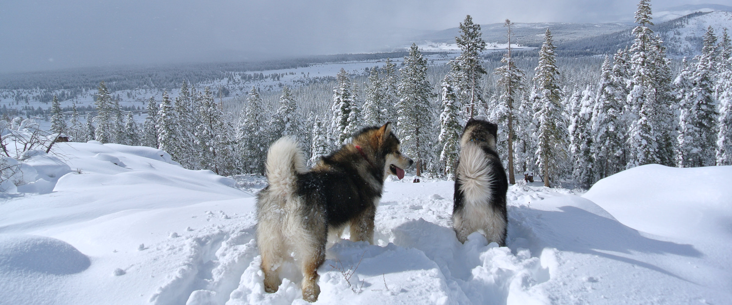 alaskan malamute champions on the property of Snowlion Kennels