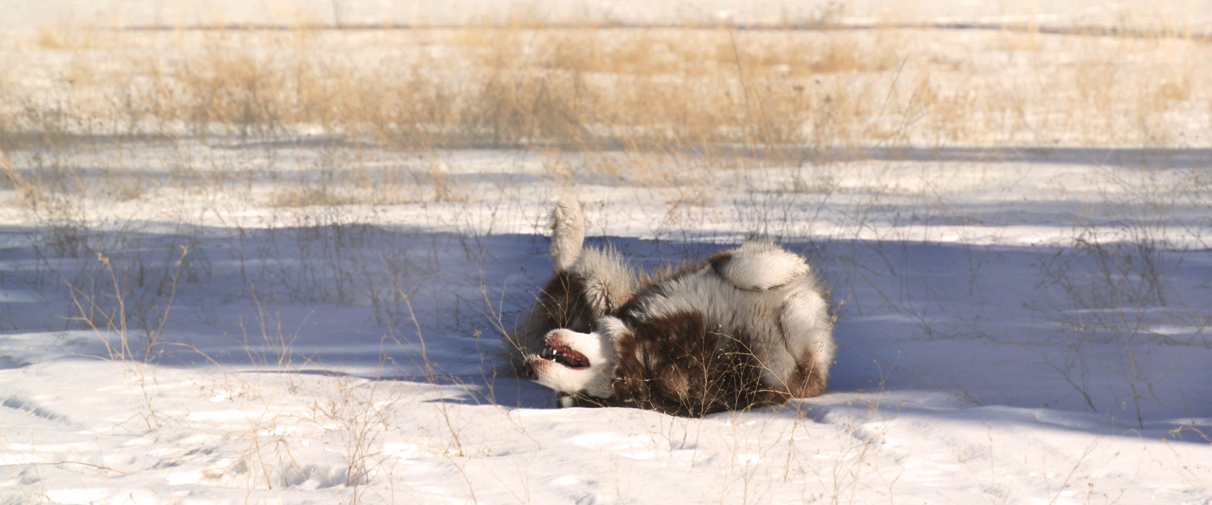 Snowlion Marysandi Mist WTD, Alu, a mahogany Alaskan Malamute rolling in the snow