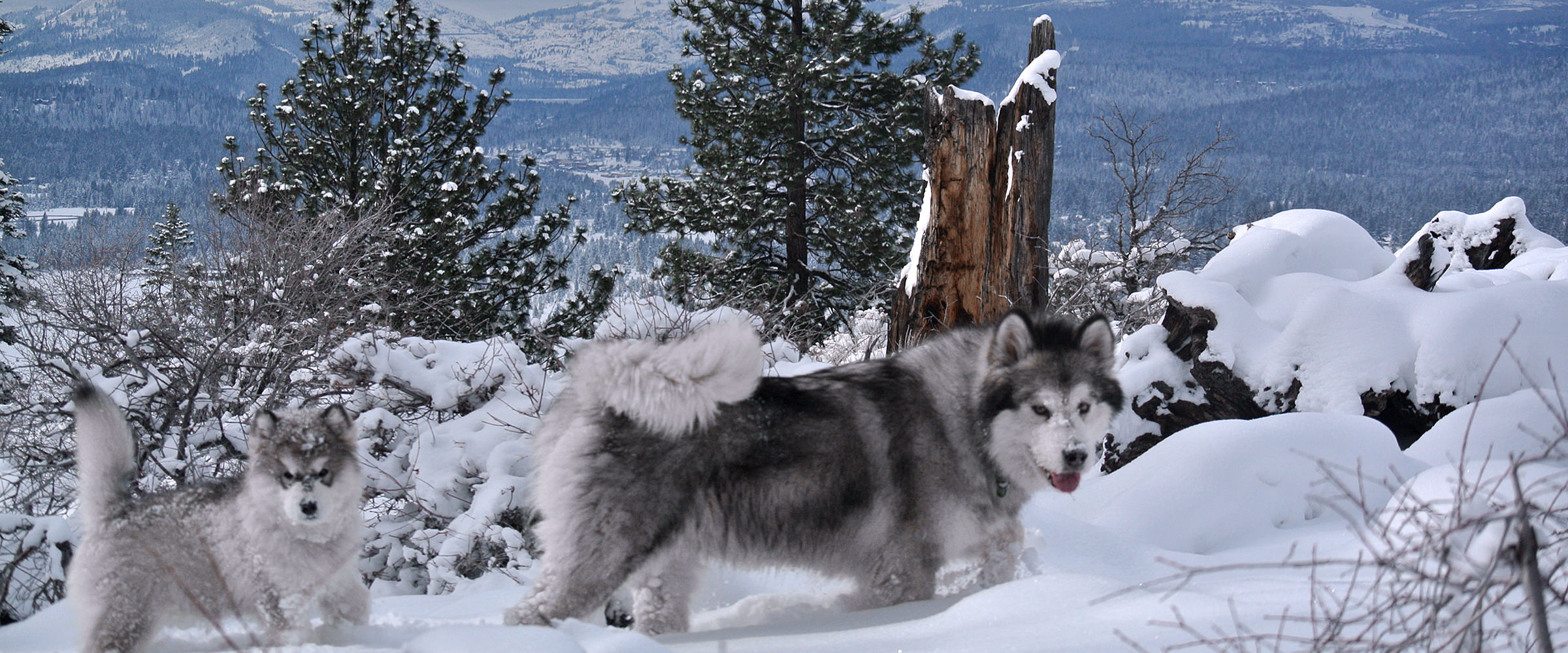 alaskan malamute puppy with grand dam