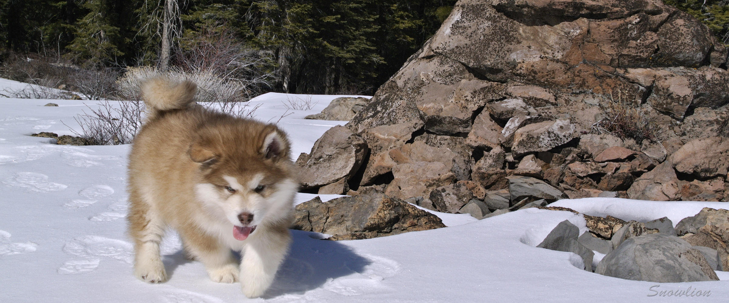 Alaskan Malamutes for sale