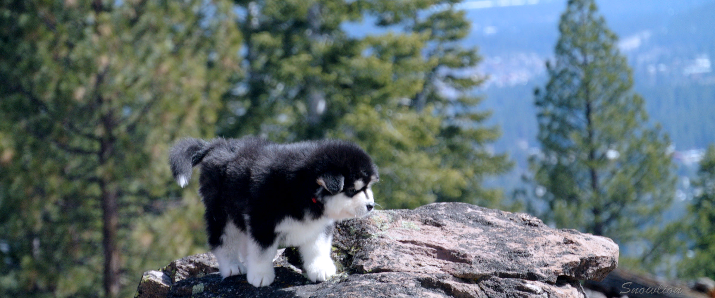 Snowlion Kennels has young Alaskan Malamutes for adoption, rescue, sale