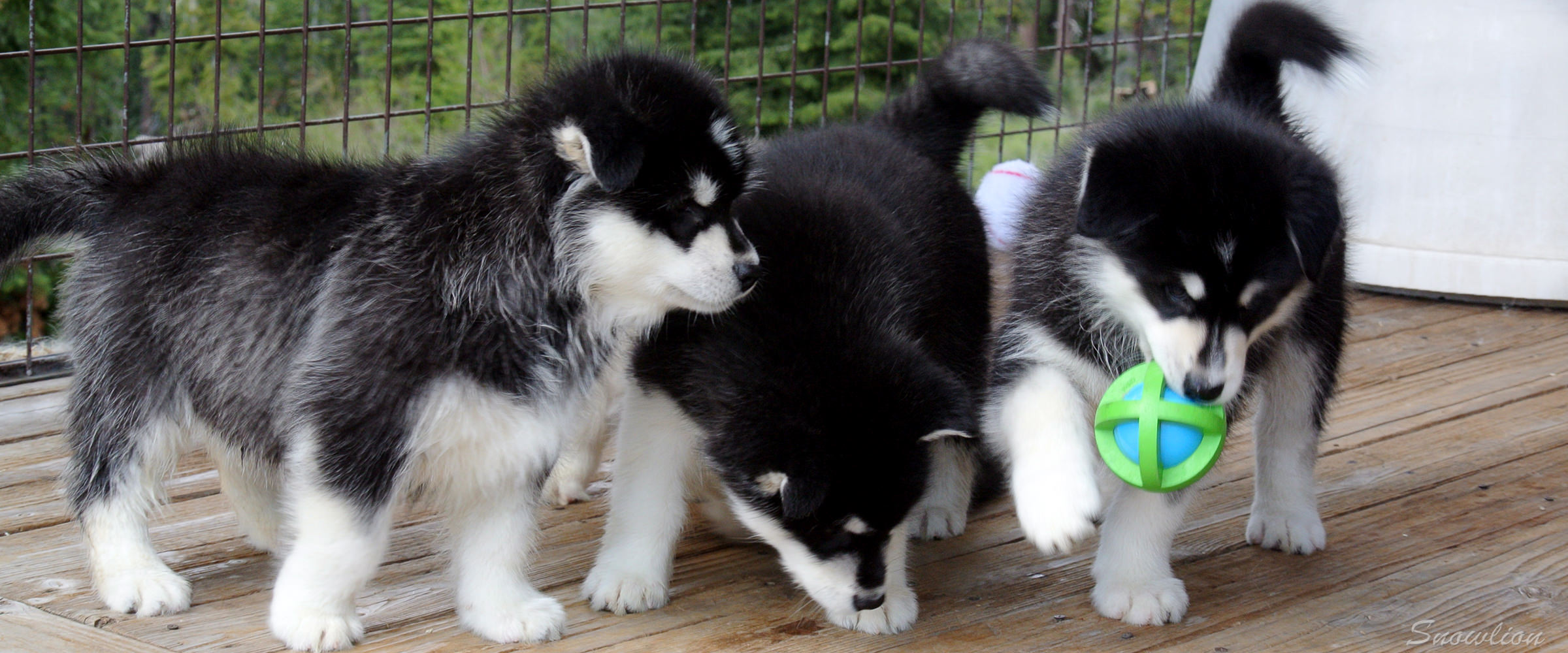 Alaskan Malamute Rescue