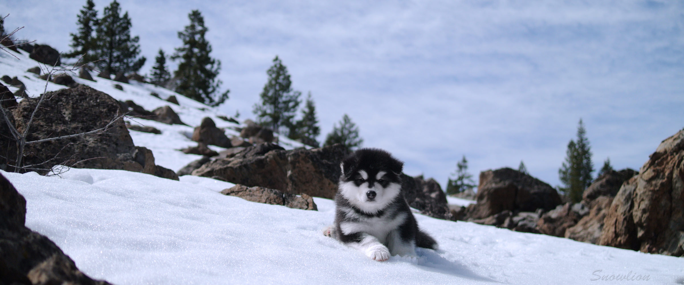 Alaskan Malamute young adults for adoption