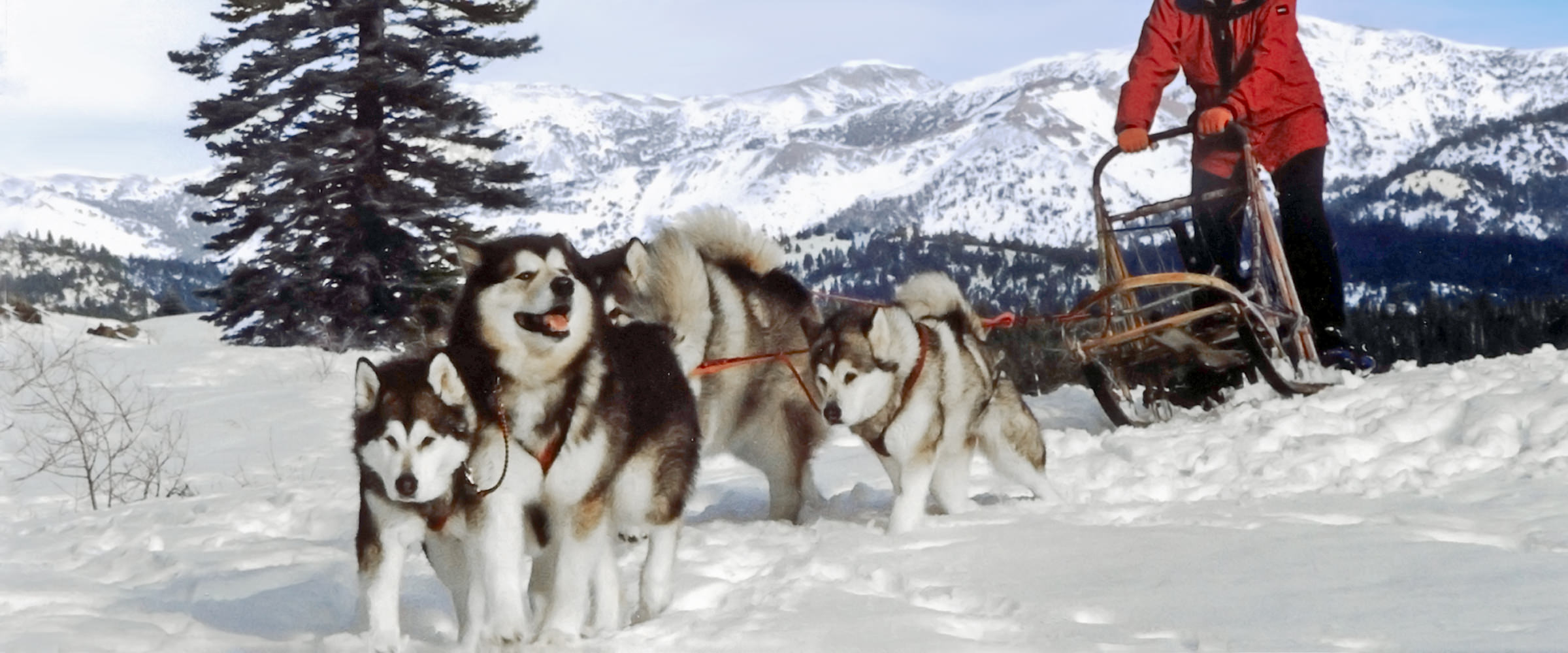 Snowlion Alaskan Malamute sled team with three AKC champions and Uyak Aleut Alex
