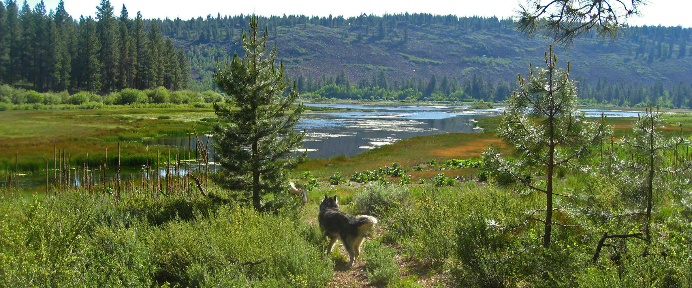 There are many lakes near the home of Snowlion Kennels in the Sierra, California and Nevada