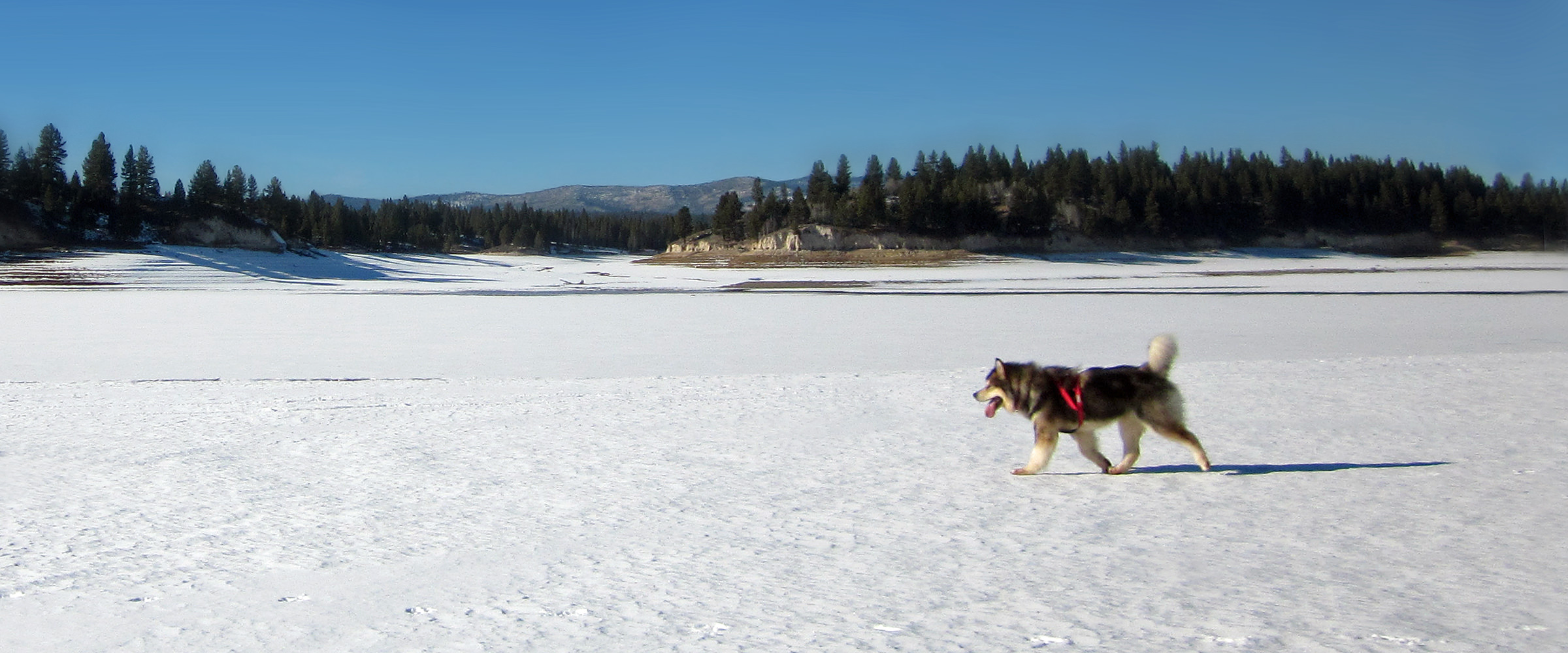 Sable champion alaskan malamute male with harness at frozen lake