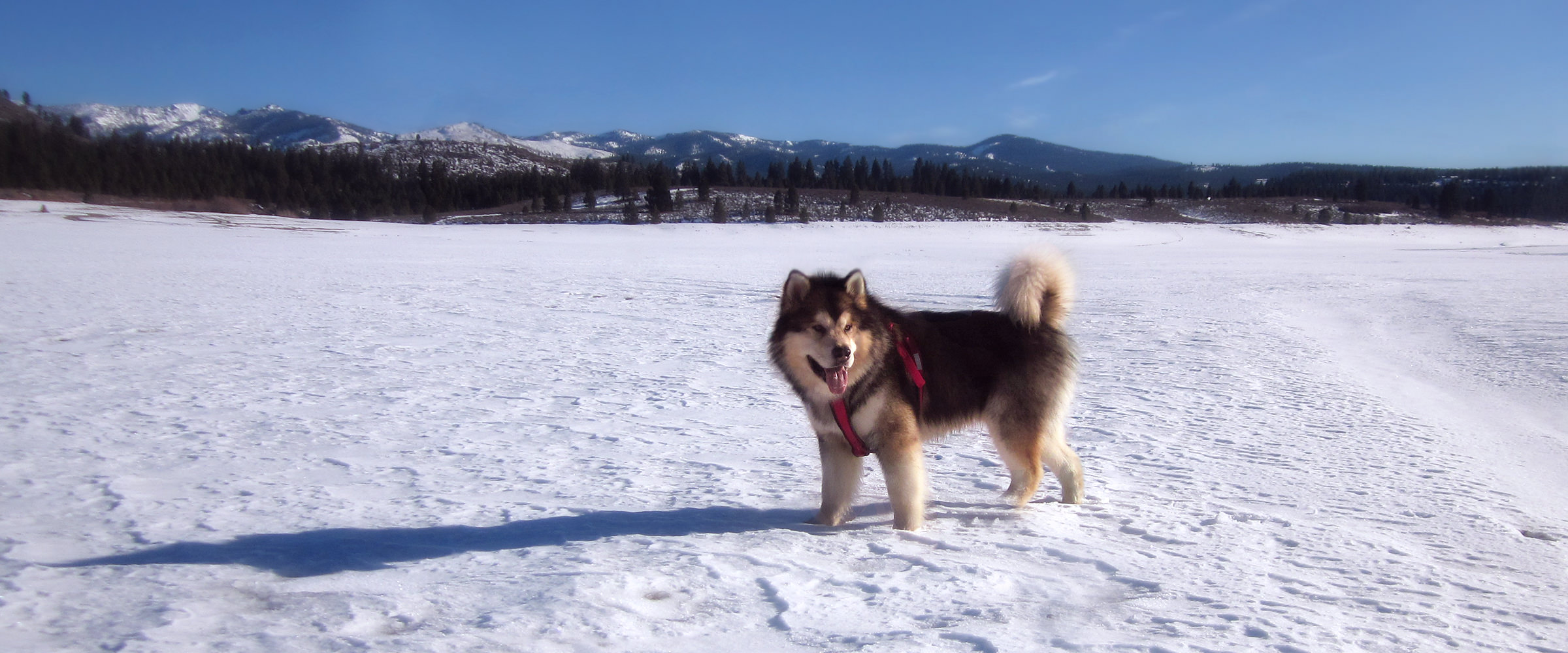 Snowlion Alaskan Malamute champion sable male