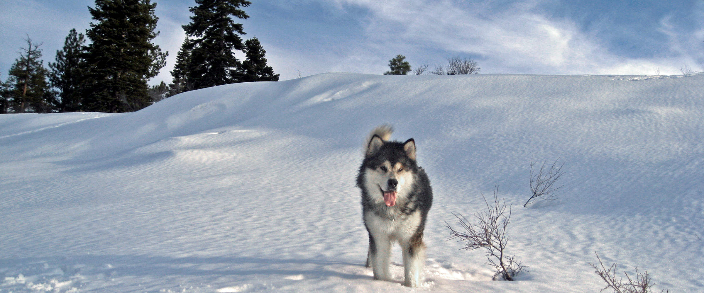 snowlion champion male