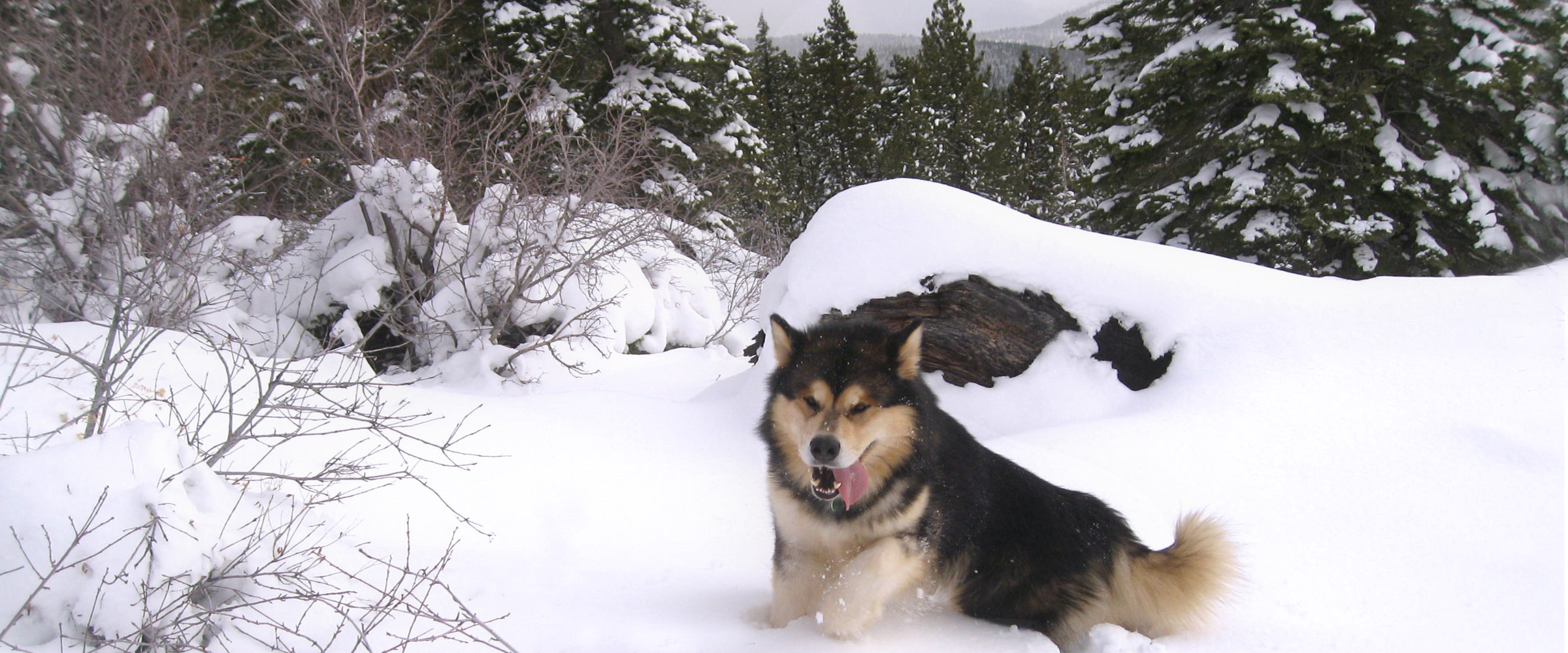 sable alaskan malamute champion male at Snowlion Kennels