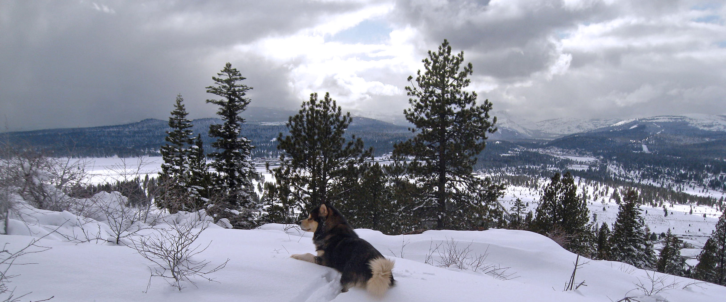 multi champion logan looking at the view from Snowlion Kennels