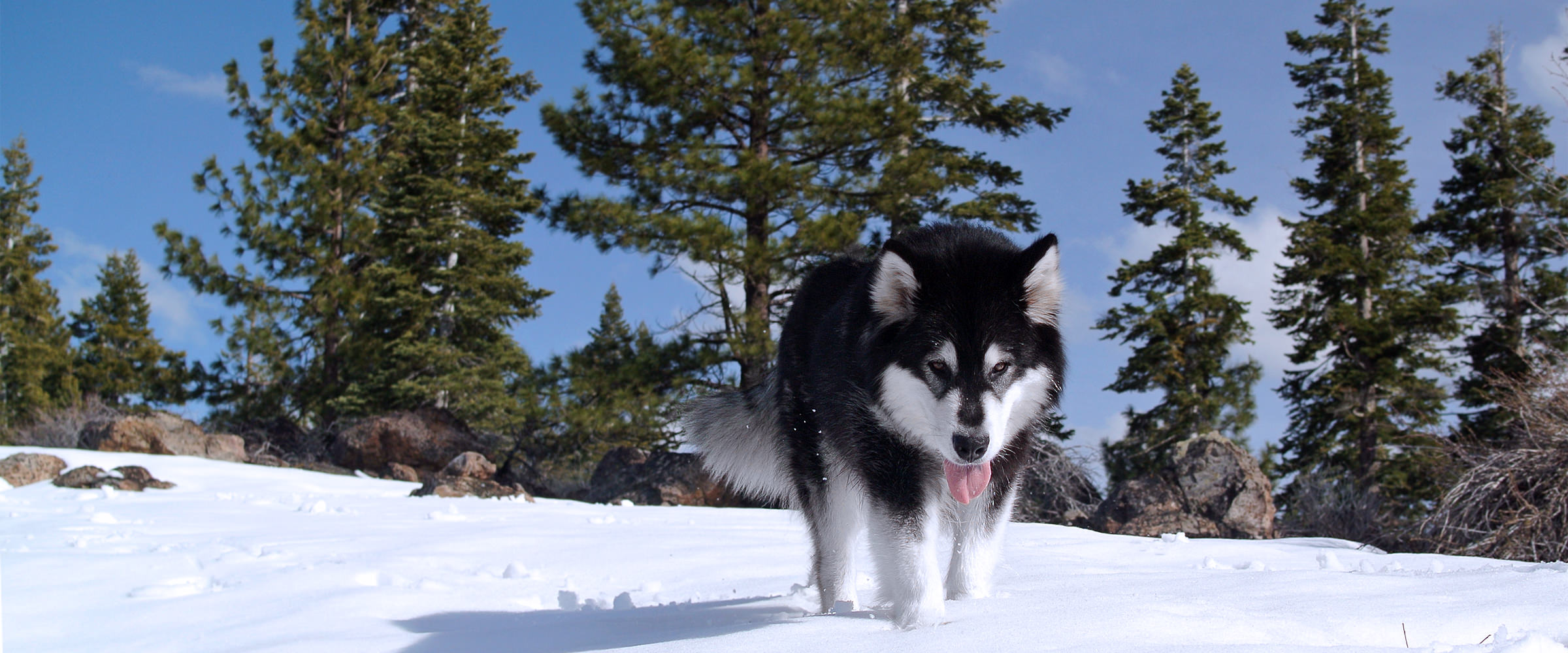 Alaskan Malamute AKC Champion Male