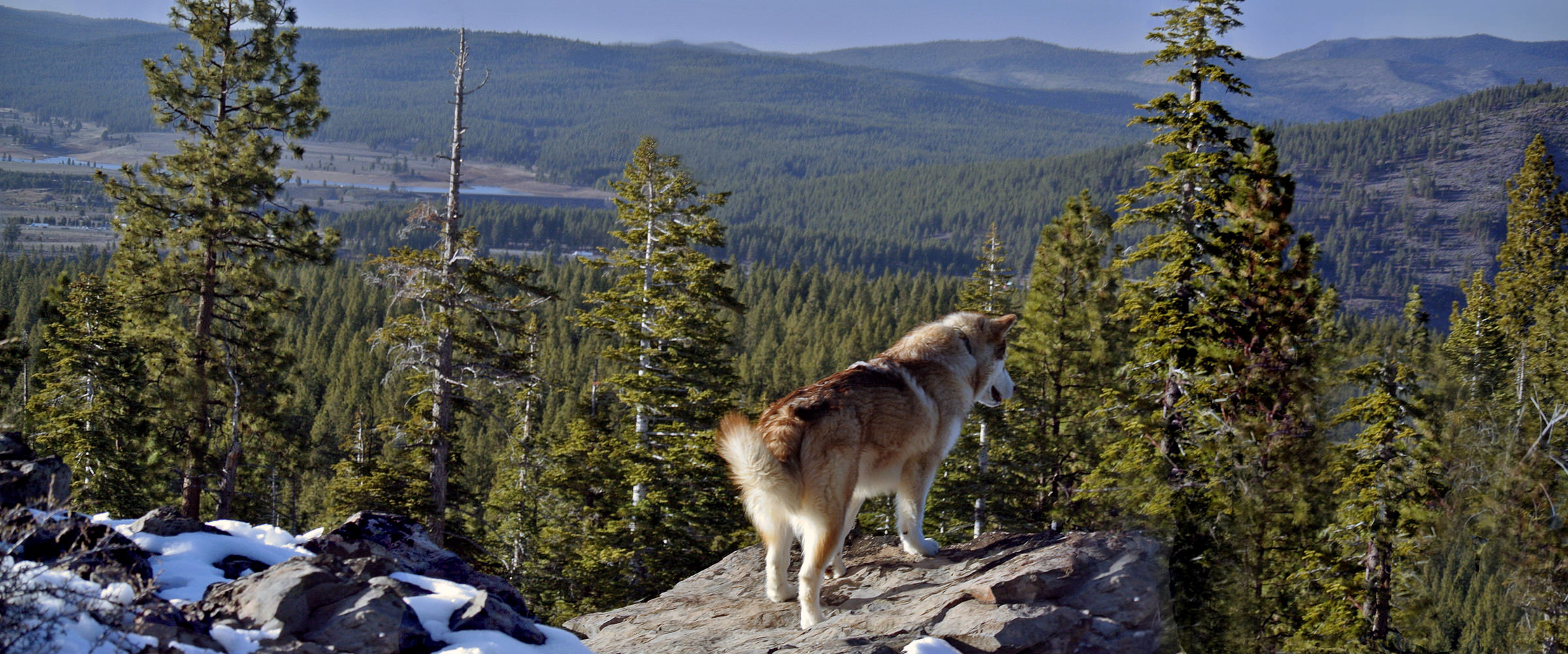 Experienced, caring alaskan malamute breeders with quality puppies for show, working and family companions