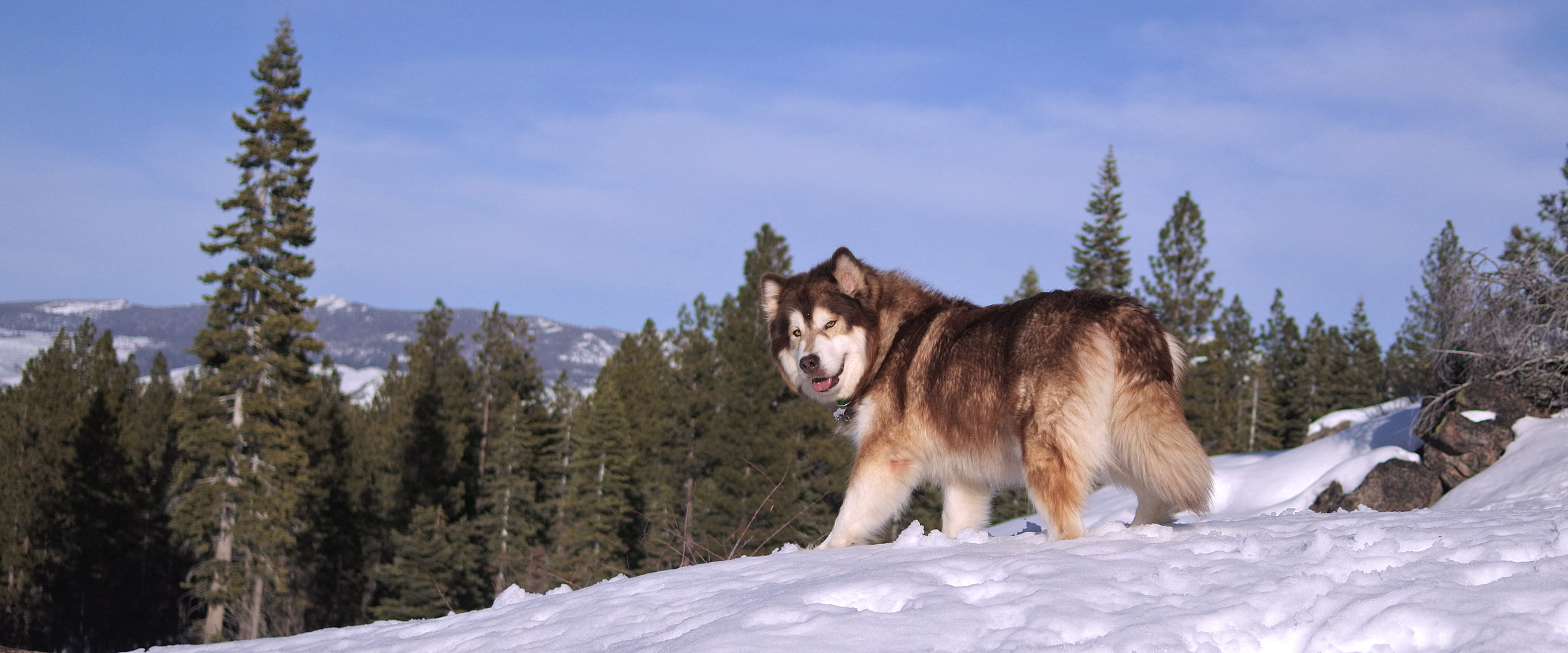 Purebred AKC registered Snowlion Malamute champion female