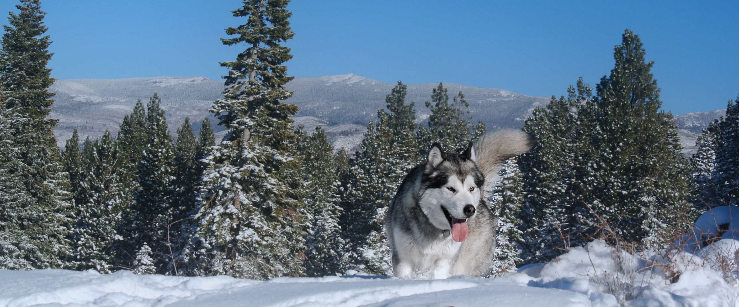 AKC Alaskan Malamutes, malamute breeders CA 