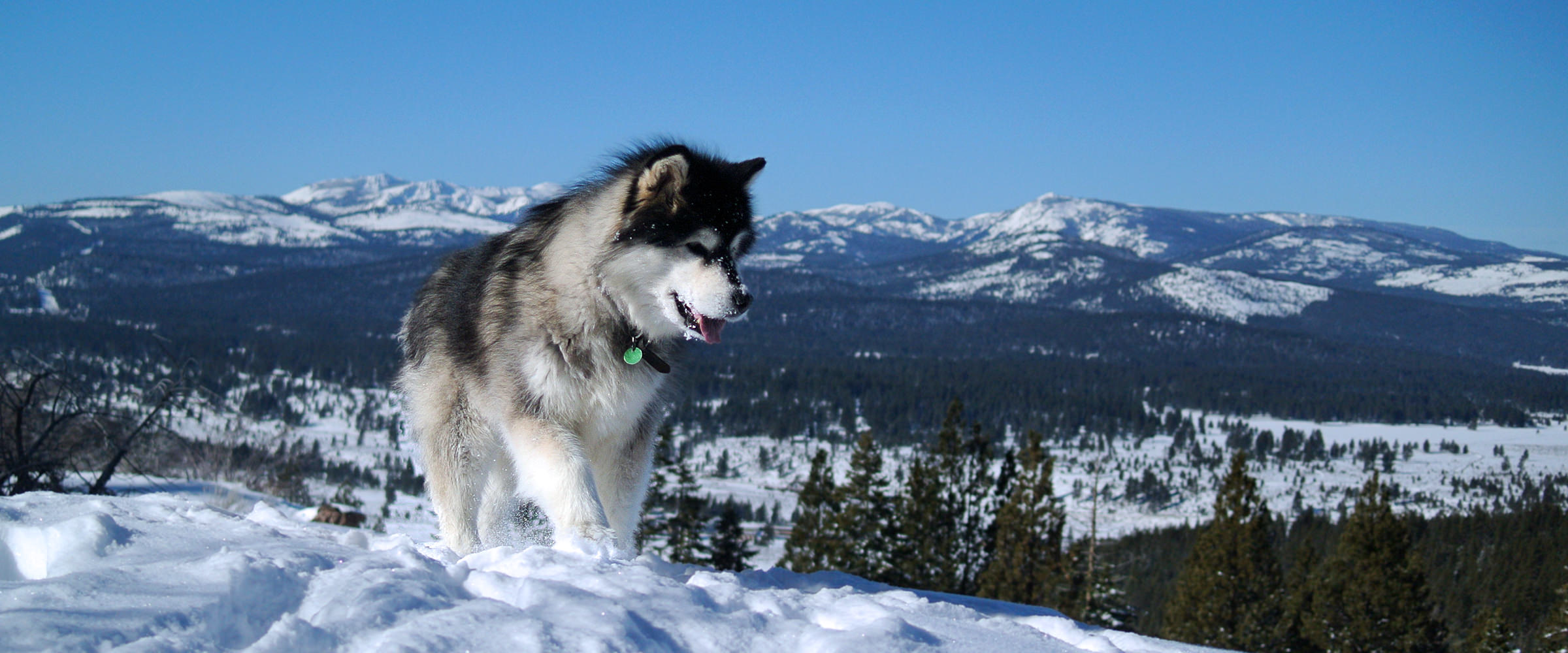 Breeding for soundness, excellent temperaments and wonderful family companions