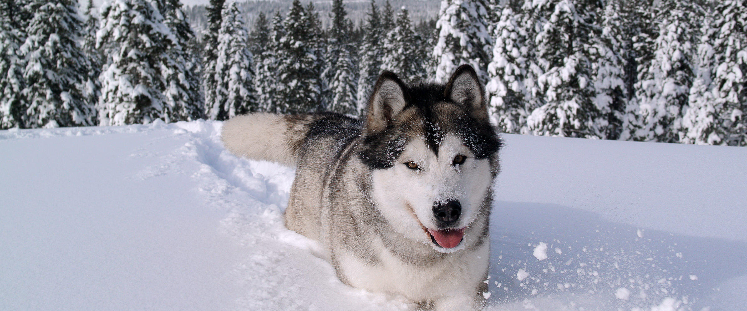 Gray & white Snowlion Alaskan Malamute, experienced breeder of purebred champion quality alaskan malamutes