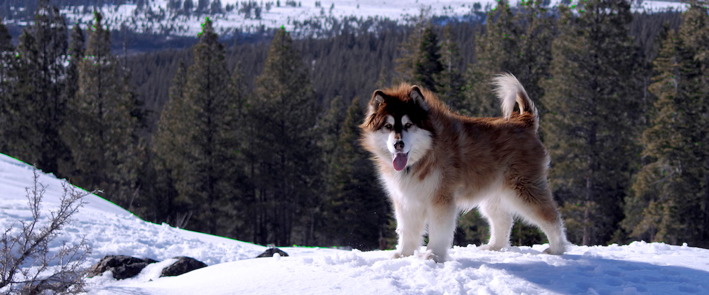 Alaskan Malamute AKC Champion Male