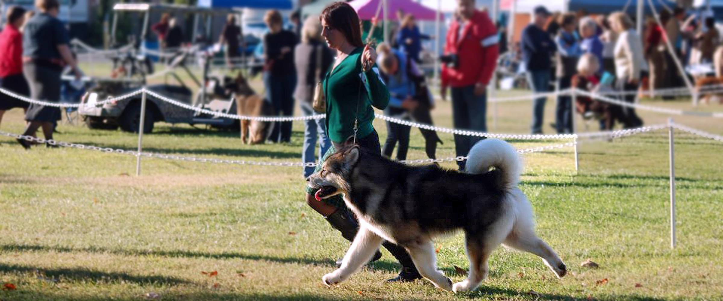 Frozen Sire Stud Dog Champion Jake from Snowlion Alaskan Malamutes