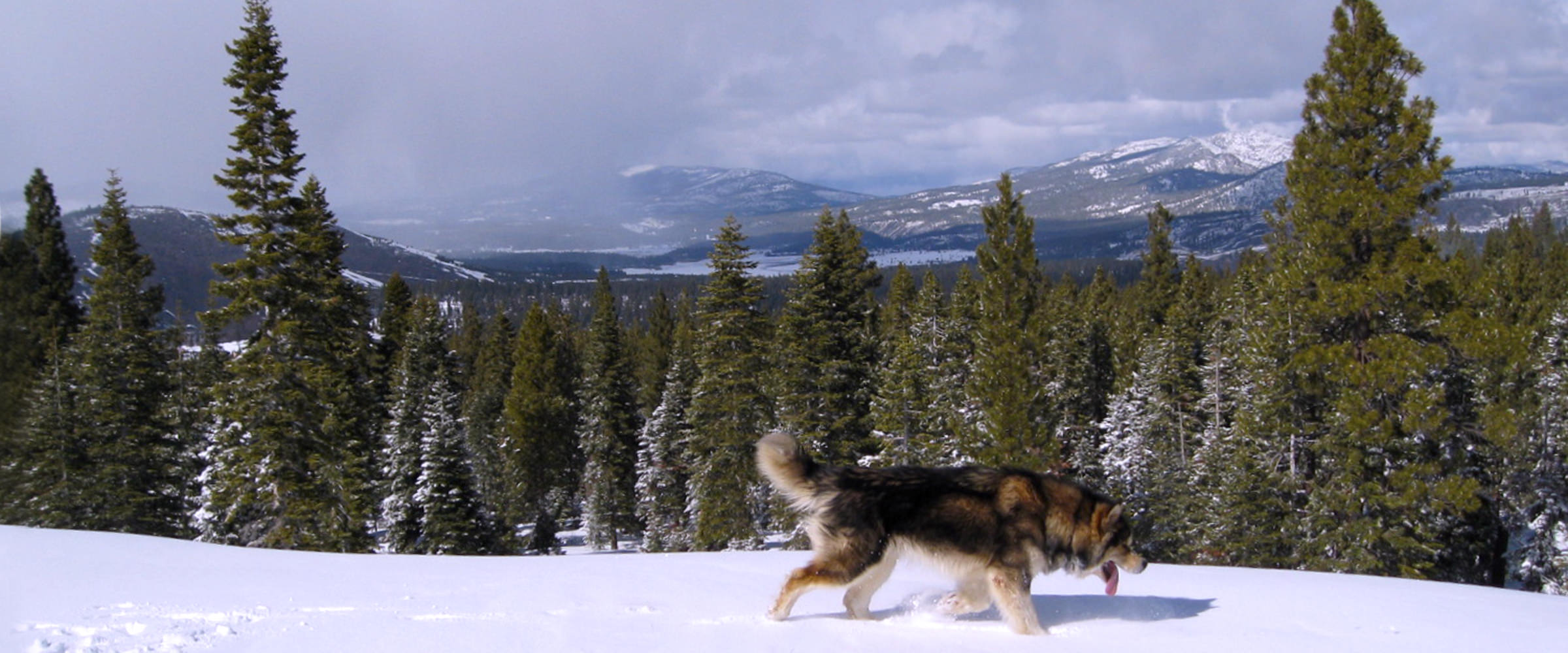 Ch Logan, a gorgeous sable male, Snowlion Alaskan Malamute Stud Dogs
