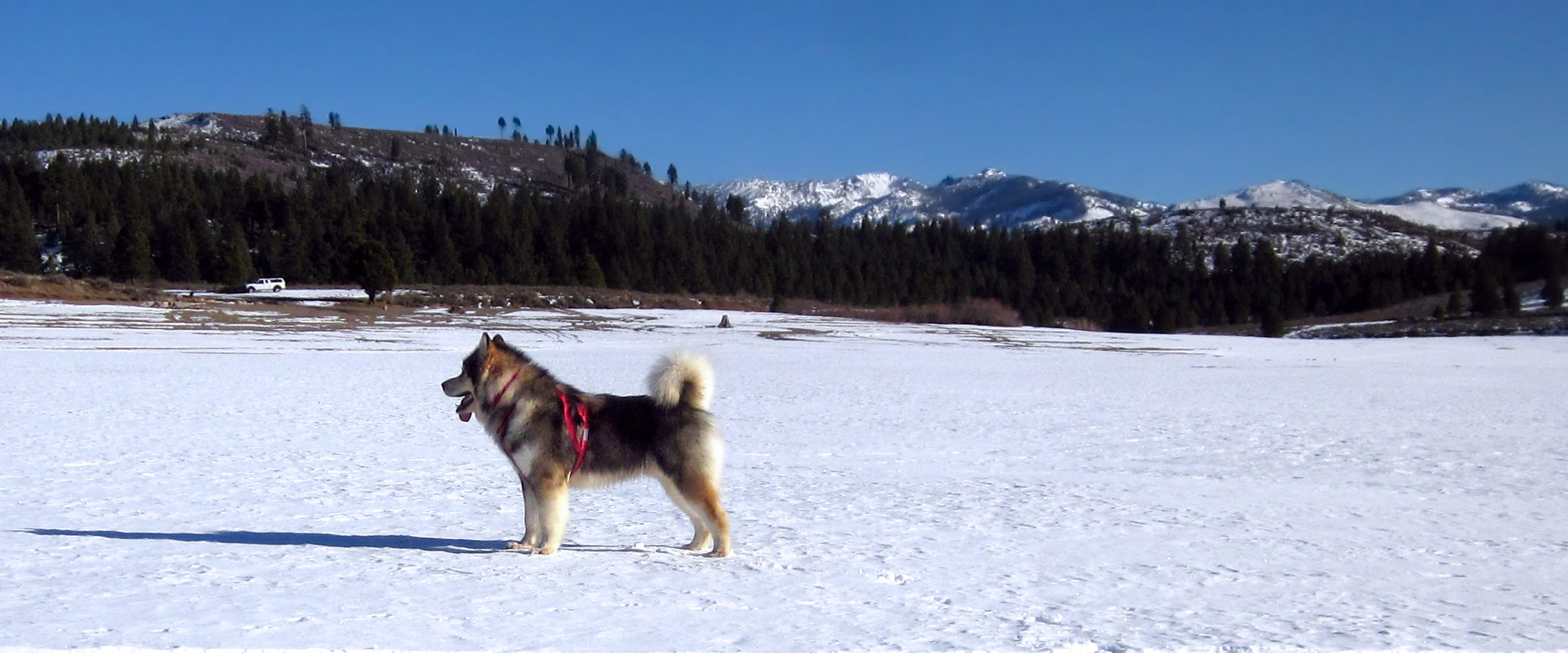 Sable alaskan malamute champion stud dog at Snowlion