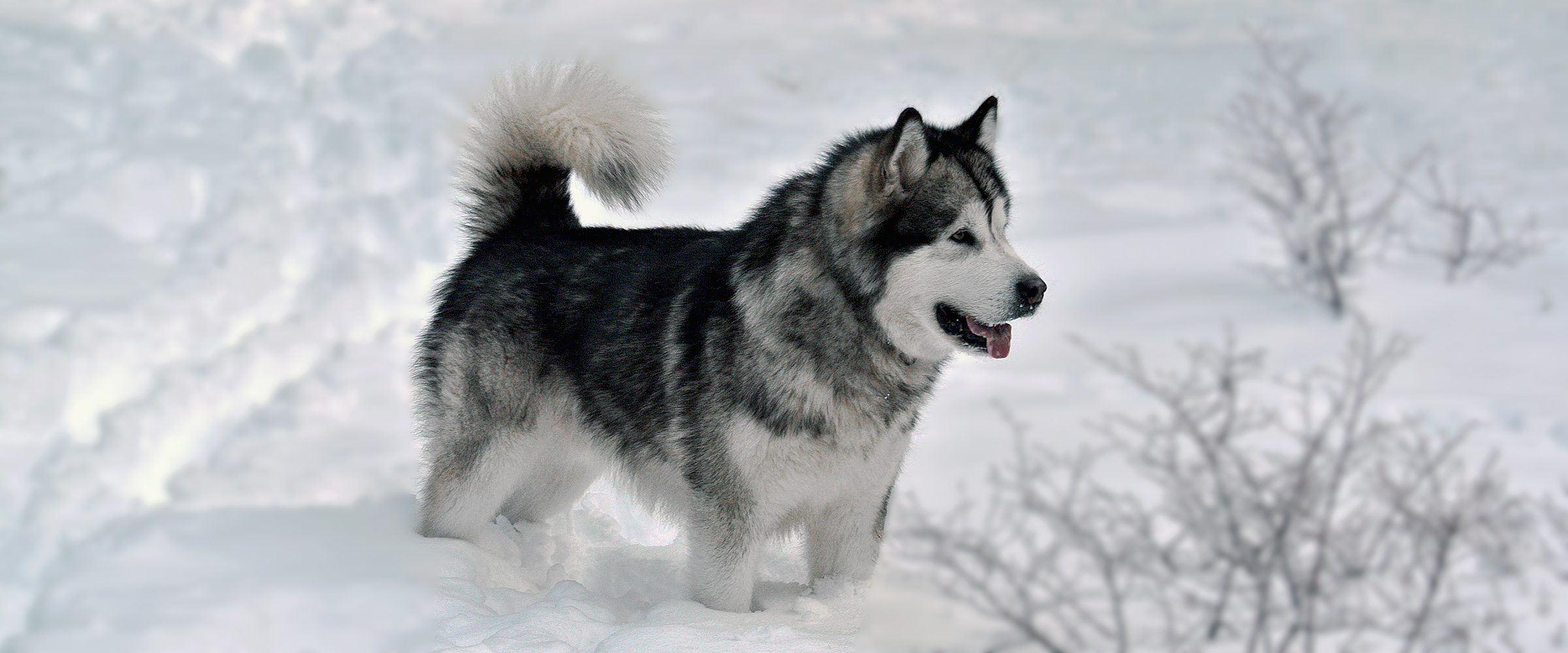 Alaskan Malamute frozen sire at Snowlion