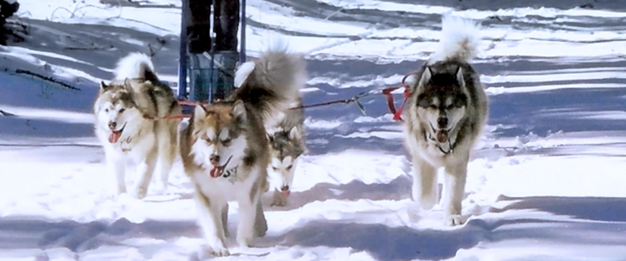 Champion Sled team with sire Zzombe in right lead and his grandson Ranger pictured at 9 months in double lead 
