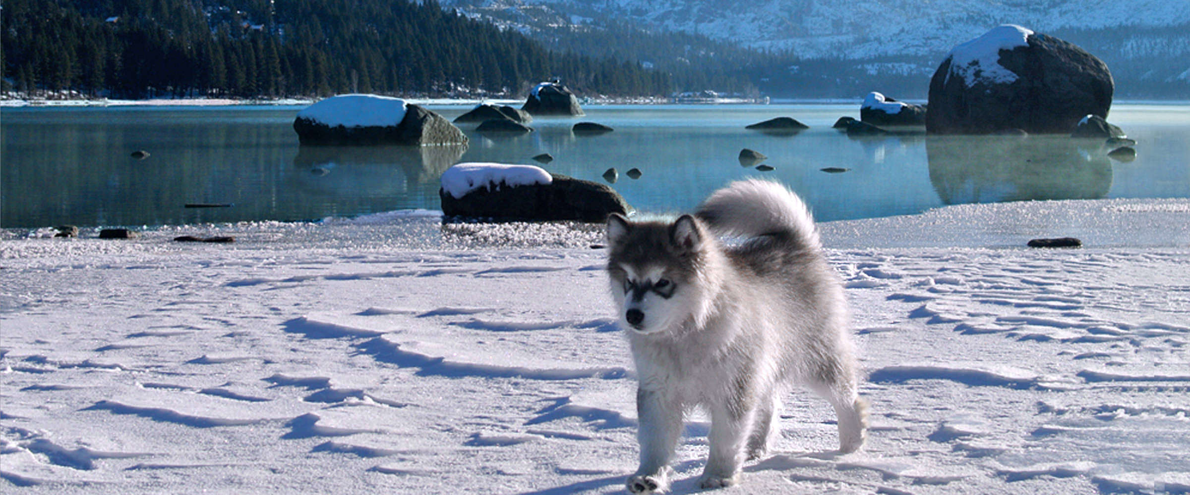 Alaskan Malamute AKC Champion Male