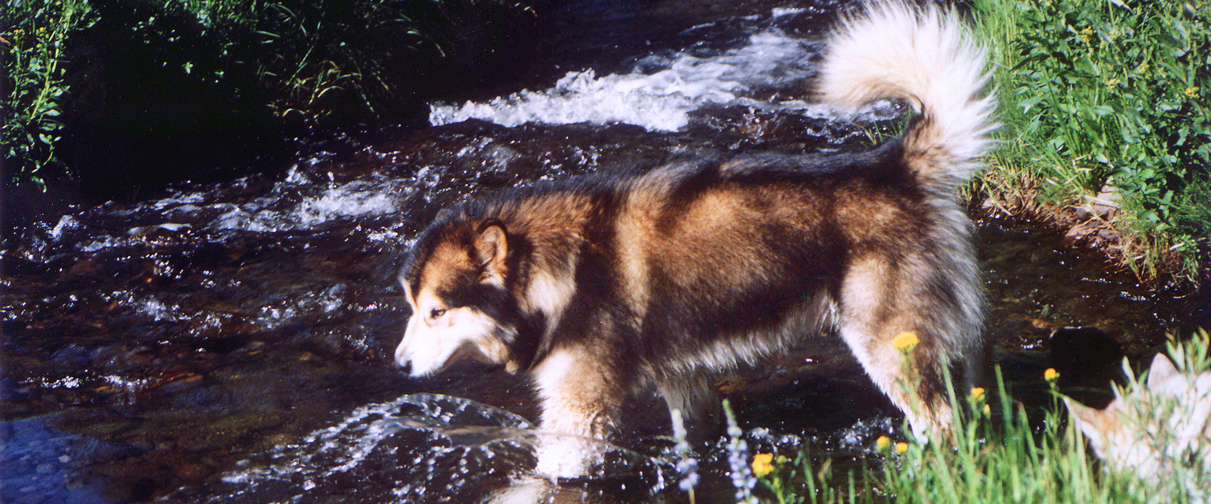 Sable Alaskan Malamute at Snowlion