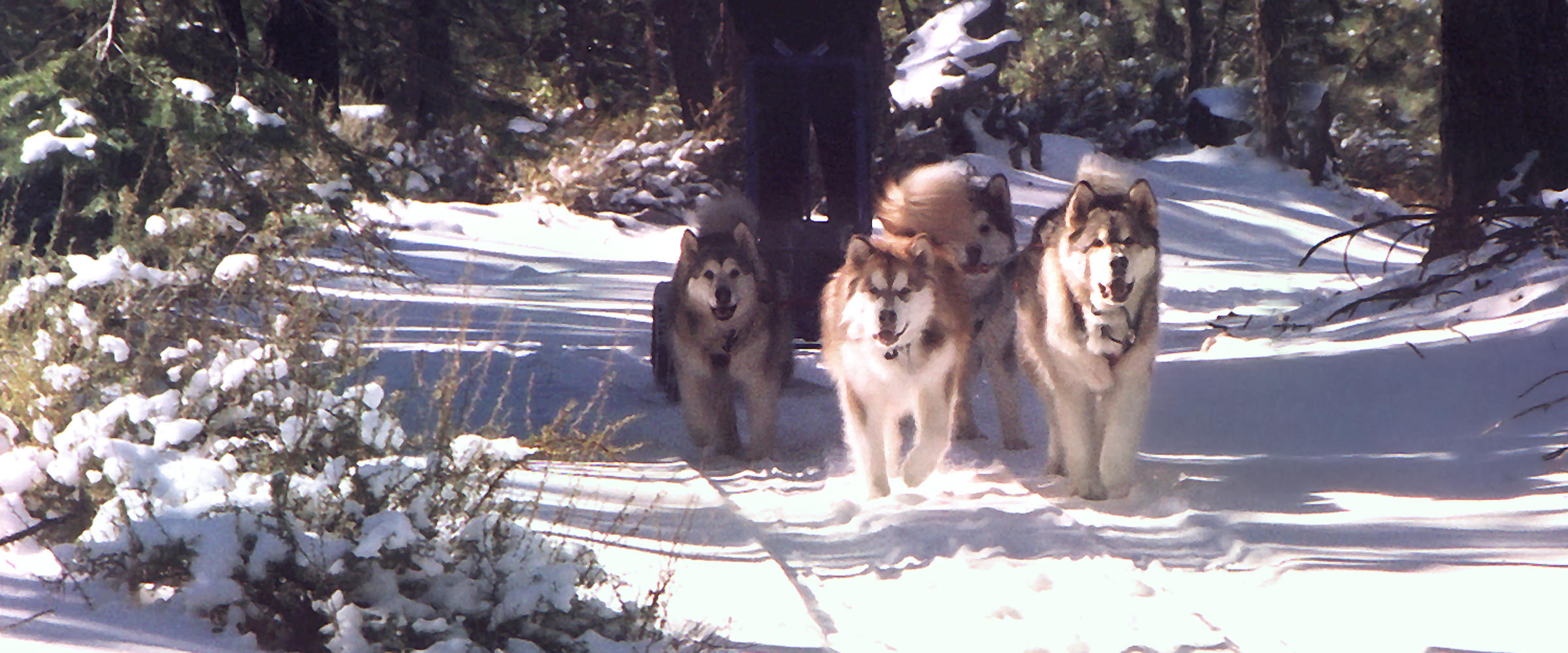 A four dog sled team comprised of Snowlion Malamute champions including Ch Snowlion Lone Ranger, Ch Rmal Snowlion Mystik Zzombe, Ch Snowlion Moon over Everest, and Ch Snowlion Skys on Fire.