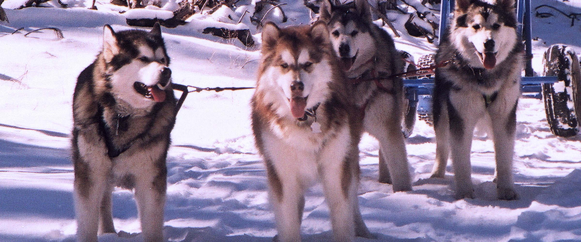 Early on we used a dune cart to train dogs even on snow, in lead here is our foundation bitch champion Snowlion Kali Devi and her  9 month old grandson, champion Snowlion Lone Ranger, with Kali daughters champion Snowlion Mystik Skys on Fyre and ch Snowlion Moon over Everest in wheel.